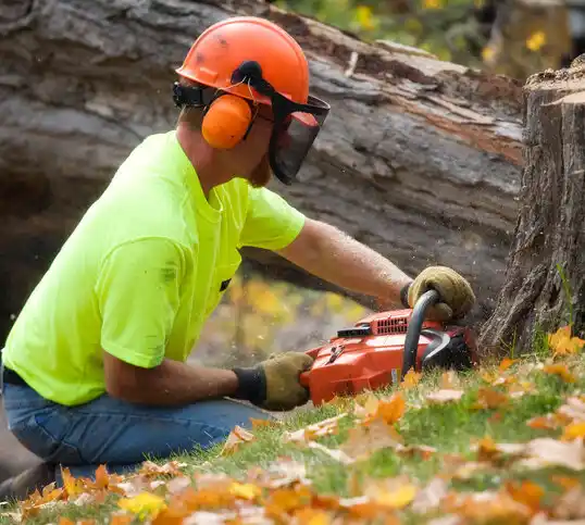 tree services Mount Sterling